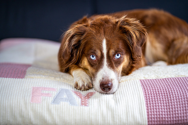 Hundedecke Waffelpique altrosa mit Namen