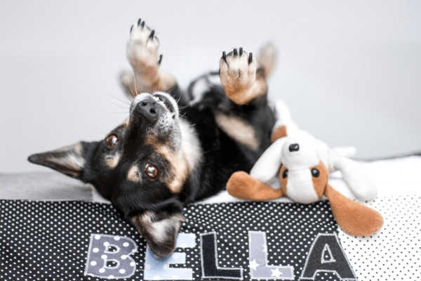 Hundedecke Punk weiß mit Namen