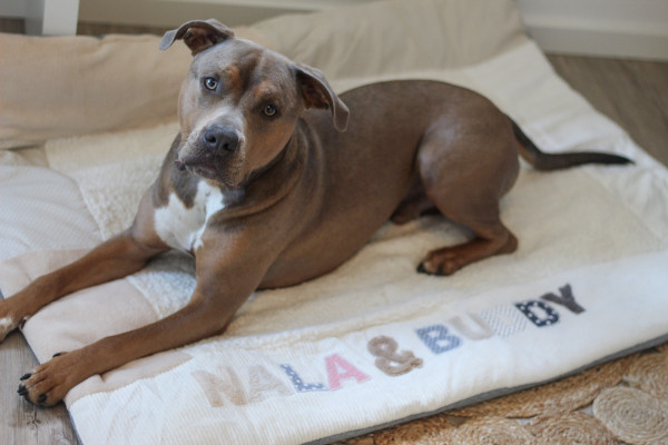 Hundedecke creme/ beige mit Namen