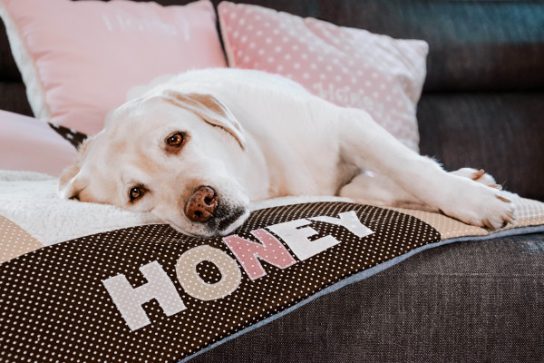 Hundedecke Chocolate mit Namen