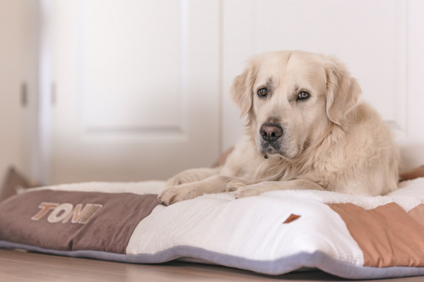 Hundedecke Chocolate mit Namen