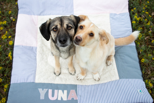 Hundedecke pastellrosa Pünktchen mit Namen
