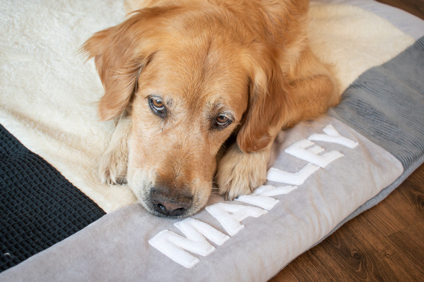 Hundedecke Waffelpique schwarz mit Namen